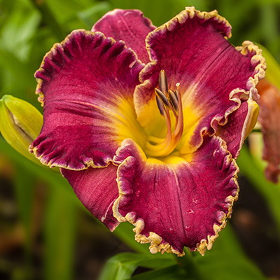 daglelie-(Hemerocallis-David-Kirchhoff)