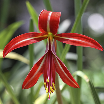 goudlelie-(Sprekelia-formosissima)