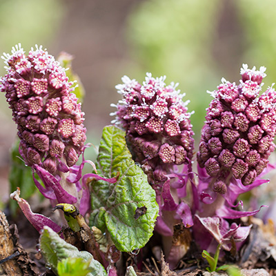 groot-hoefblad-(Petasites-hybridus)