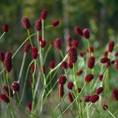 grote-pimpernel-(Sanguisorba-officinalis)