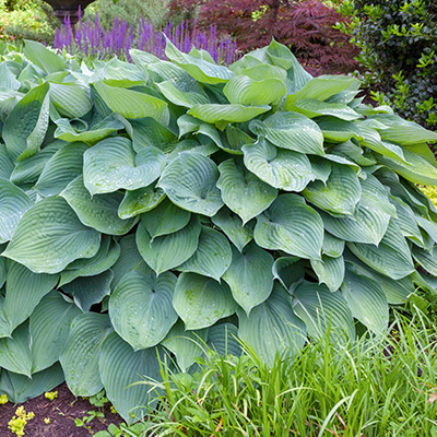 hartlelie-(Hosta-Big-Daddy)