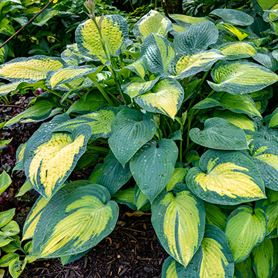 hartlelie-(Hosta-Captain-Kirk)