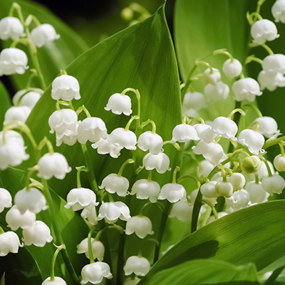 meiklokje-(Convallaria-majalis-Hofheim)