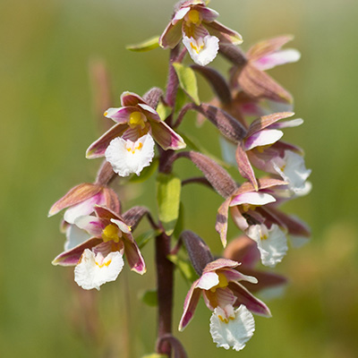 moeraswespenorchis-(Epipactis-palustris)