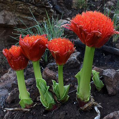 poederkwast-(Scadoxus-multiflorus)