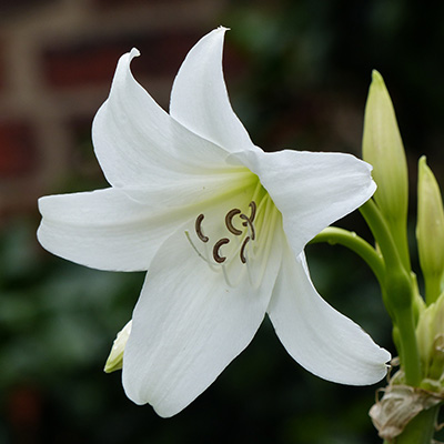 tuinamaryllis-(Crinum-powellii-Album)