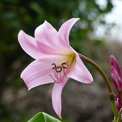 tuinamaryllis-(Crinum-powellii)