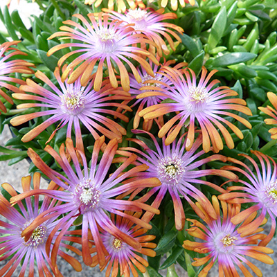 ijsbloem-(Delosperma-Fireglow)