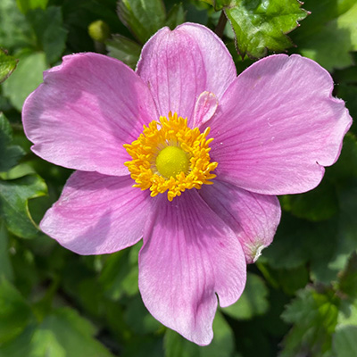 Japanse anemone (Anemone-hupehensis-Fantasy-Cinderella)