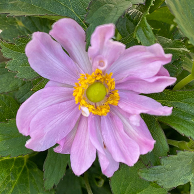 Japanse anemone (Anemone-hupehensis-Fantasy-Pocahontas)