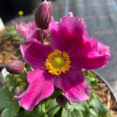 Japanse anemone (Anemone-hupehensis-Fantasy-Red-Riding-Hood)