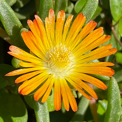 ijsbloem (Delosperma-cultivars-Suntropics<sup>®</sup>-Copper)