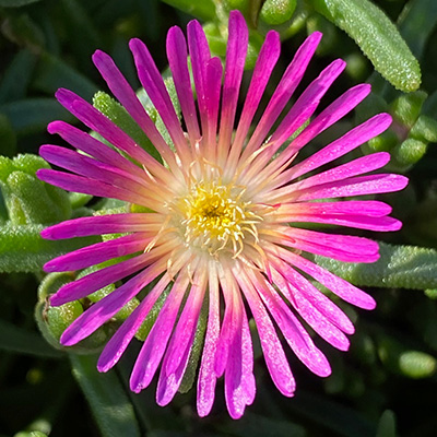 ijsbloem (Delosperma-cultivars-Suntropics<sup>®</sup>-Pink)