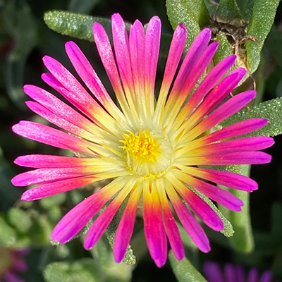 ijsbloem (Delosperma-cultivars-Suntropics®-Purple)