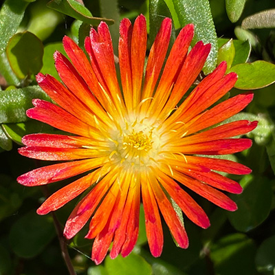 ijsbloem (Delosperma-cultivars-Suntropics<sup>®</sup>-Red)