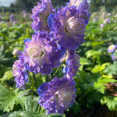 riddersporen (Delphinium-Highlander-Bolero-EU51782PP27704)