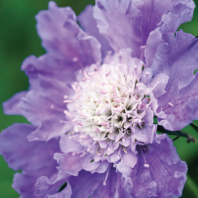 duifkruid-(Scabiosa-caucasica-Perfecta-Mid-Blue)