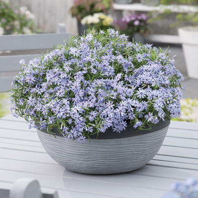 kruipphlox-(Phlox-subulata-Fabulous-Blue-Dark-Center)