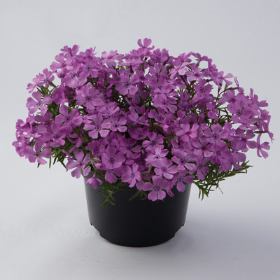 kruipphlox-(Phlox-subulata-Fabulous-Rose)