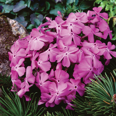 kruipphlox-(Phlox-subulata-McDaniels-Cushion)