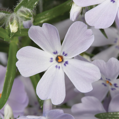 kruipphlox-(Phlox-subulata-Purple-Beauty)