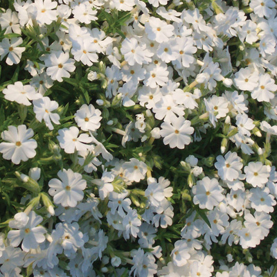 kruipphlox-(Phlox-subulata-White-Delight)