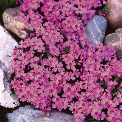 kruipphlox-(Phlox-subulata-Zwergenteppich)