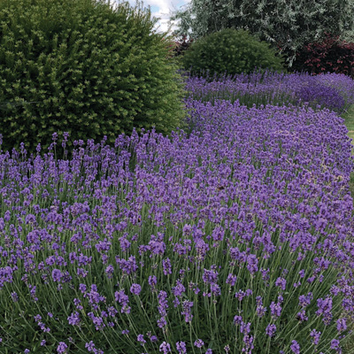 lavendel (Lavandula-angustifolia-Hidcote) 