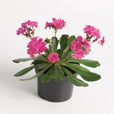 porseleinroosje-(Lewisia-cotyledon)