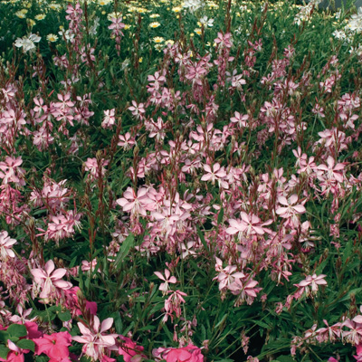 prachtkaars-(Gaura-lindheimeri-Geyser-Pink)