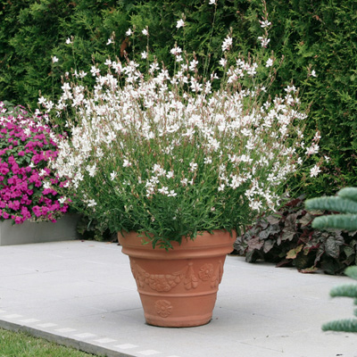 prachtkaars-(Gaura-lindheimeri-Geyser-White)