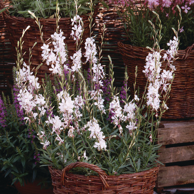 prachtkaars-(Gaura-lindheimeri-Whirling-Butterflies)