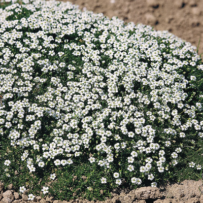 priemvetmuur-(Sagina-subulata)