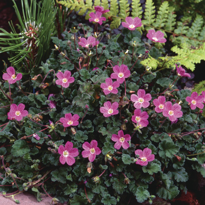 reigersbek-(Erodium-variabile-Bishops-Form)