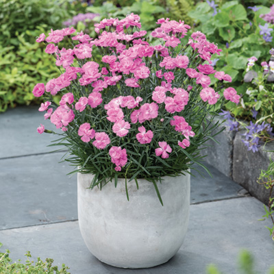 rotsanjer-(Dianthus-gratianopolitanus-Dinetta-Pink)