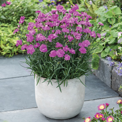 rotsanjer-(Dianthus-gratianopolitanus-Dinetta-Purple)