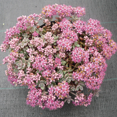 vetkruid-(Sedum-cauticola-Lidakense)