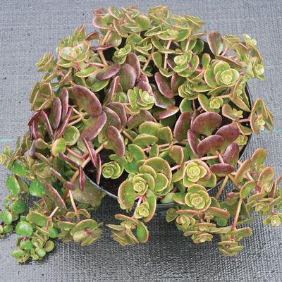 vetkruid-(Sedum-makinoi-Sedum-makinoi-Yellow)