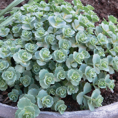 vetkruid-(Sedum-sieboldii)