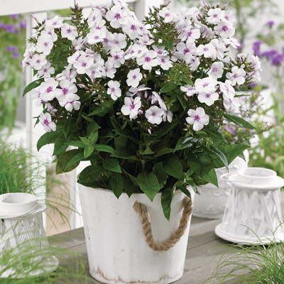 vlambloem-(Phlox-paniculata-Famous-White-with-Eye)