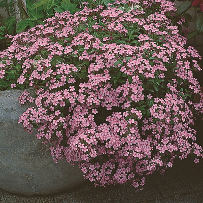 zeepkruid-(Saponaria-ocymoides-Rose)