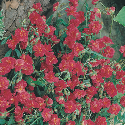 zonneroosje-(Helianthemum-nummularium-Cerise Queen)