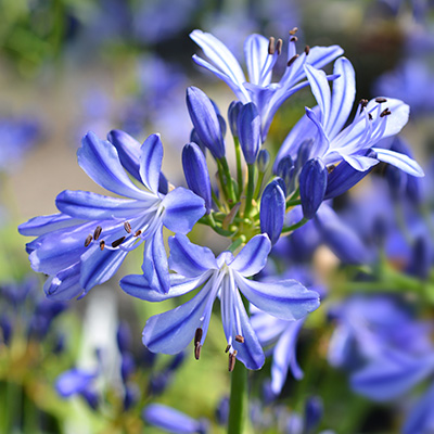 Afrikaanse lelie (Agapanthus-Charlotte-EU20851VR)