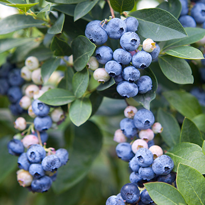 Amerikaanse blauwbes (Vaccinium-x-corymbosum-Colour-Bells-Patio-Blue)