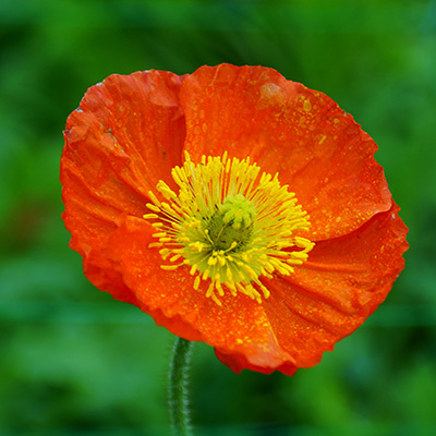 Ijslandse papaver (Papaver-nudicaule-Champagne-Bubbles-F1-Orange)