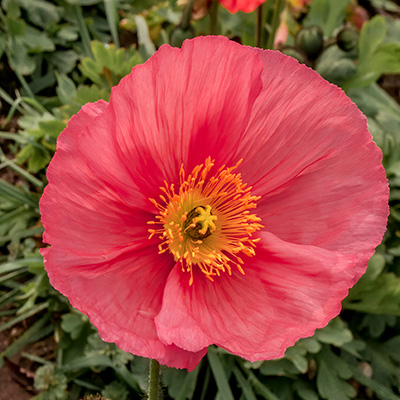 Ijslandse papaver (Papaver-nudicaule-Champagne-Bubbles-F1-Pink)