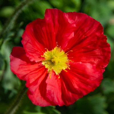 Ijslandse papaver (Papaver-nudicaule-Champagne-Bubbles-F1-Scarlet)