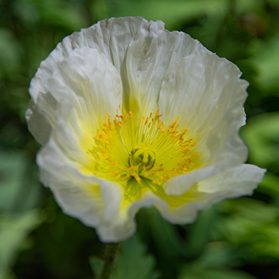 Ijslandse papaver (Papaver-nudicaule-Champagne-Bubbles-F1-White)