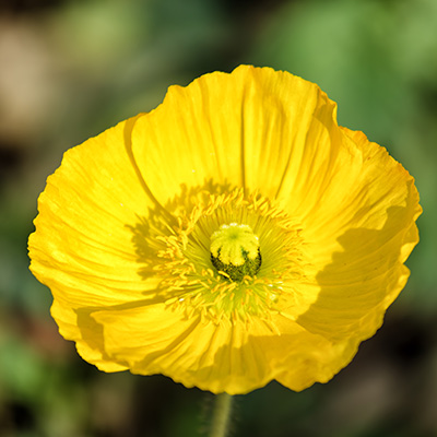 Ijslandse papaver (Papaver-nudicaule-Champagne-Bubbles-F1-Yellow)