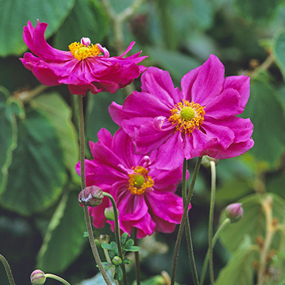 Japanse anemone (Anemone-hupehensis-Bressingham-Glow)